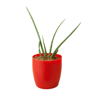 Aloe Vera (Medicinal Plant)