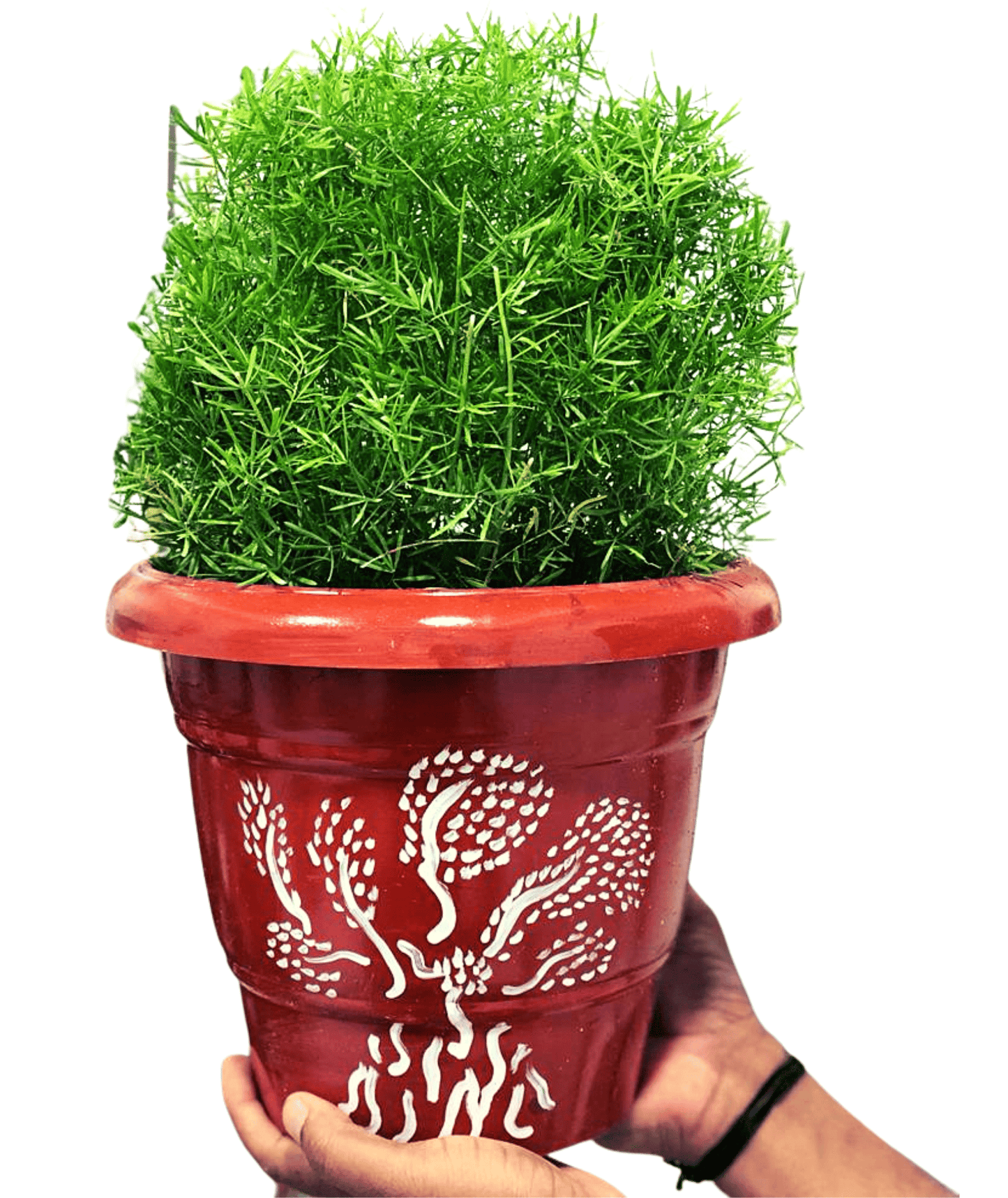 Asparagus Sprengeri Plant