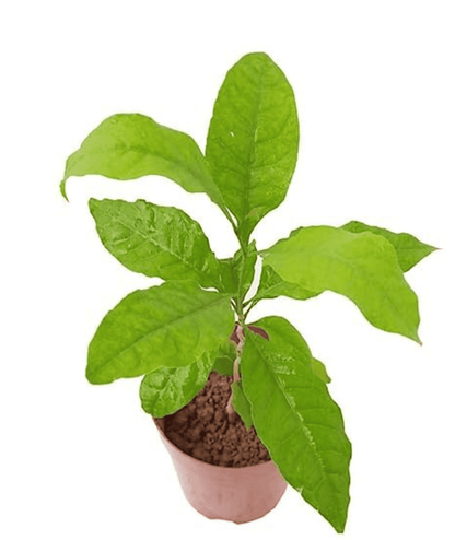 Bael Patra Leaf / Bel Tree/ Bilva Patra/ Bel Patra / Aegle Marmelos with Decor Pot