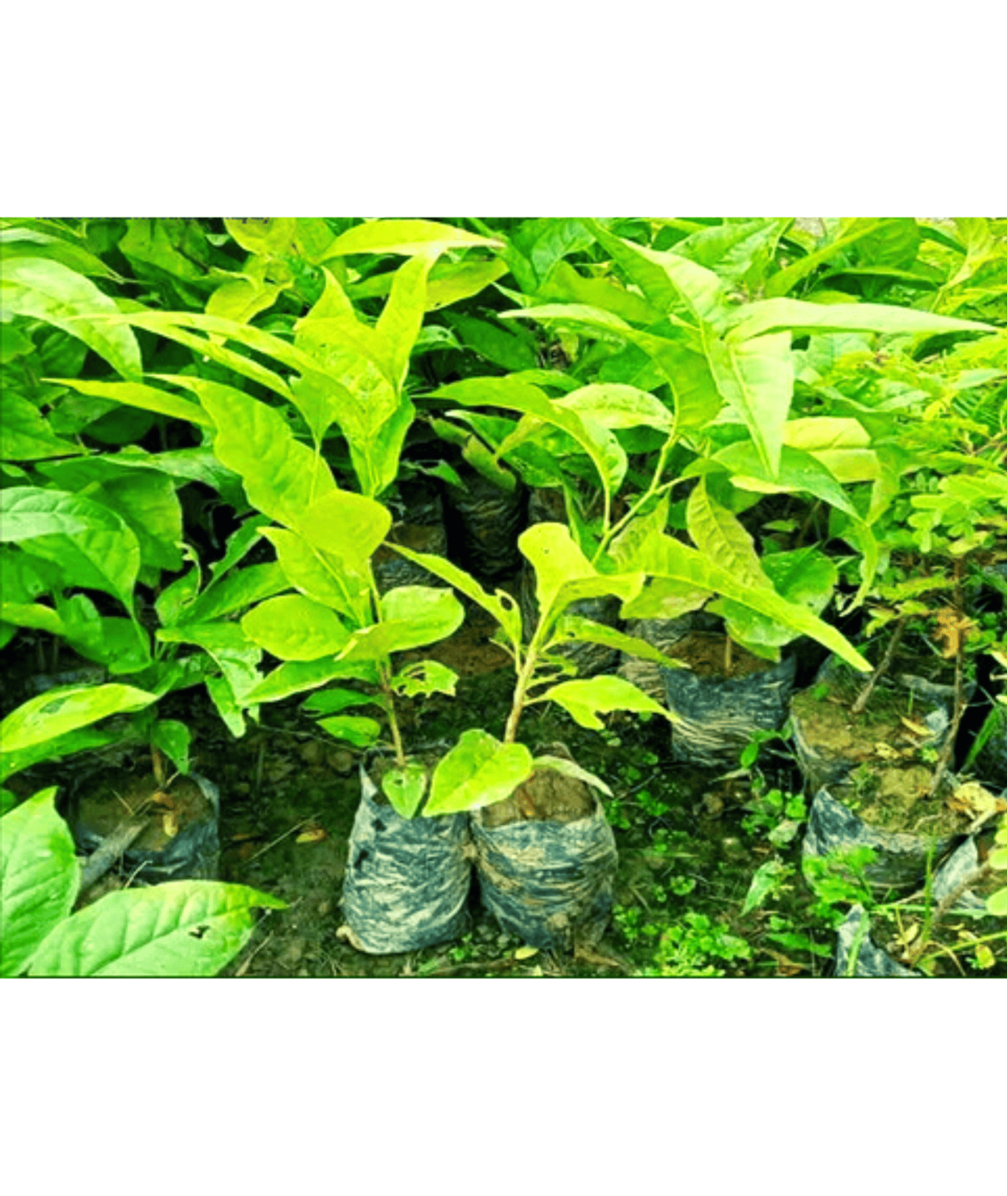 Bael Patra Leaf / Bel Tree/ Bilva Patra/ Bel Patra / Aegle Marmelos with Decor Pot