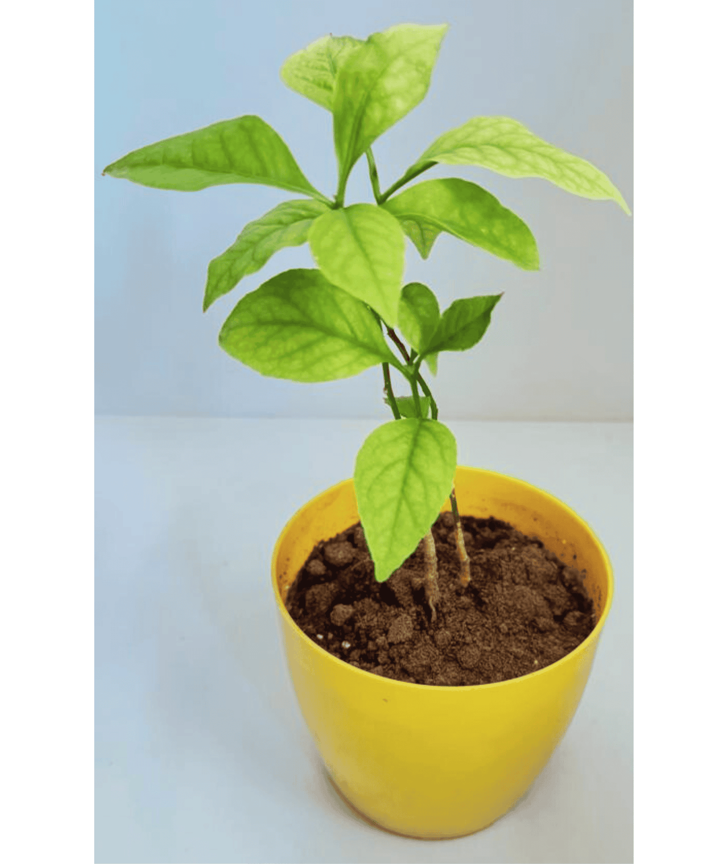 Bael Patra Leaf / Bel Tree/ Bilva Patra/ Bel Patra / Aegle Marmelos with Decor Pot