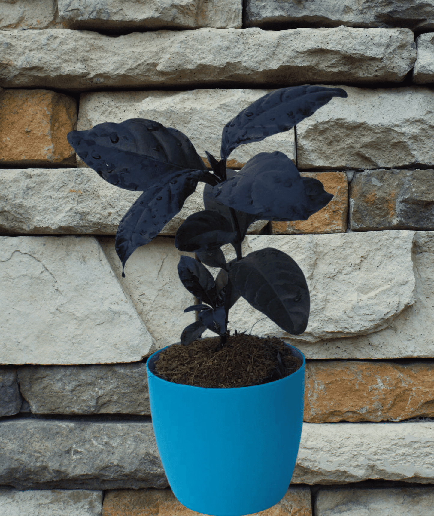 Black Varnish Pseuderanthemum/ Diervilla Rivularis