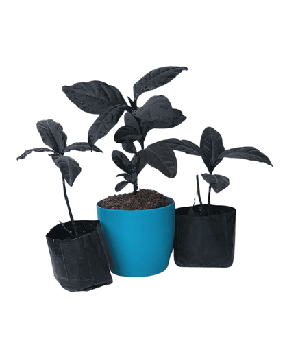 Black Varnish Pseuderanthemum/ Diervilla Rivularis