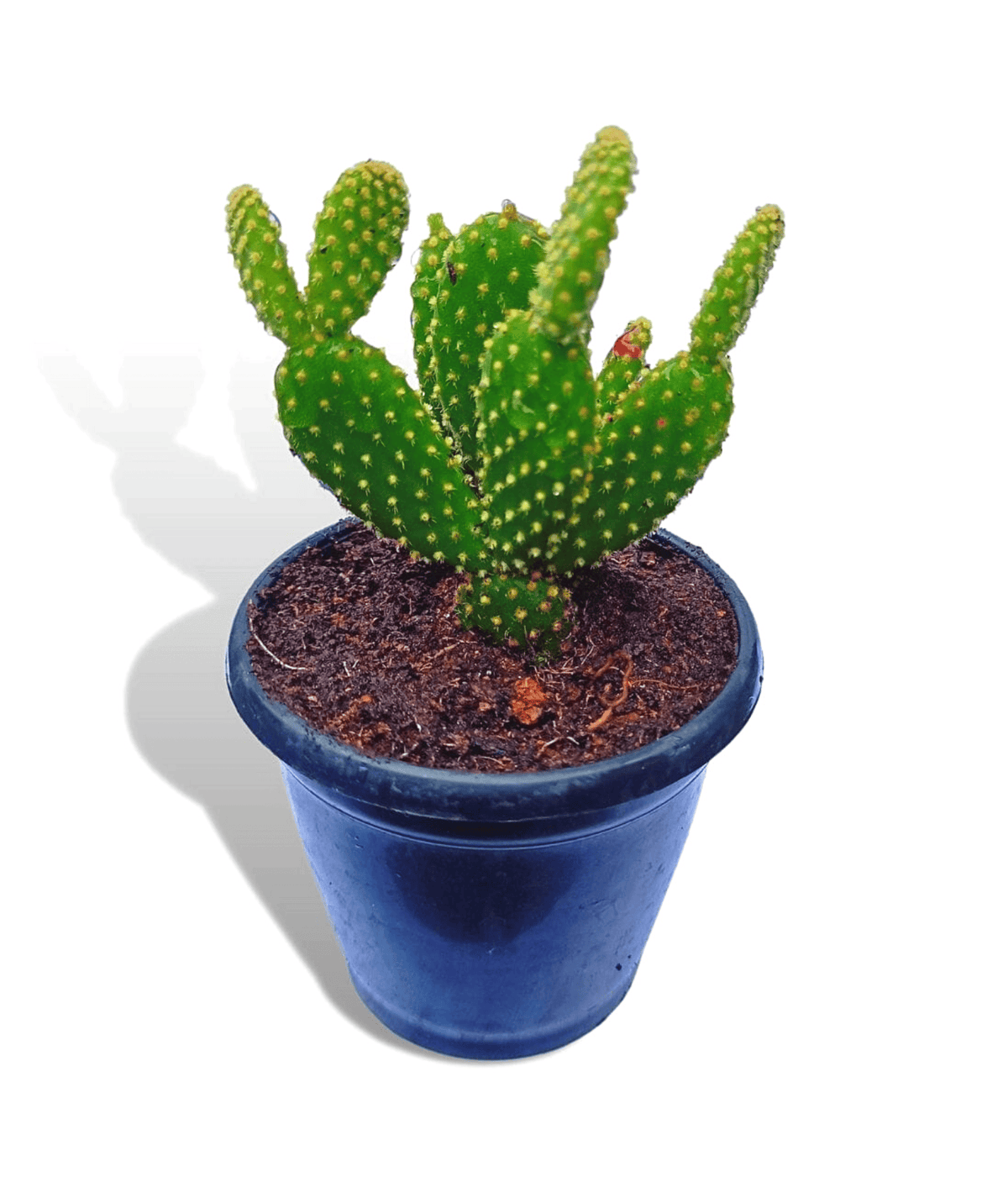 Bottle Cactus / Bunny Cactus – Leafy Island