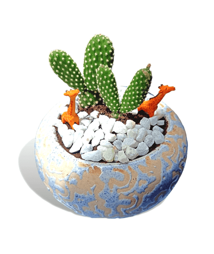 Bottle Cactus / Bunny Cactus