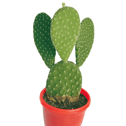 Bottle Cactus / Bunny Cactus