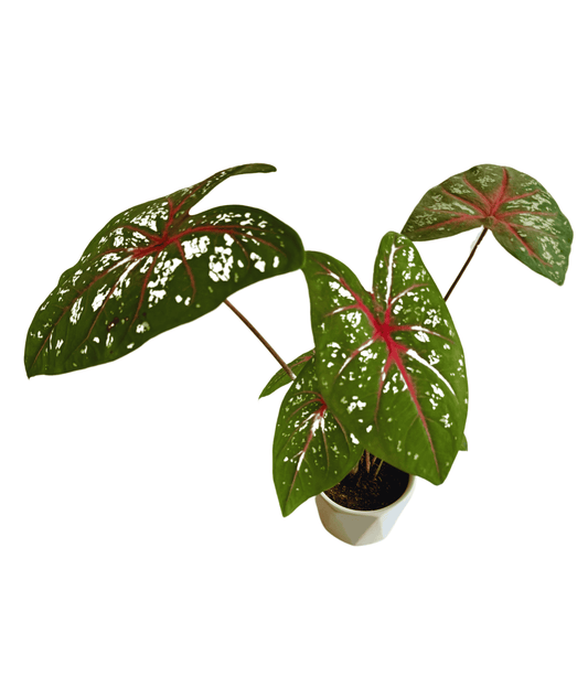 Caladium Bicolor Plant