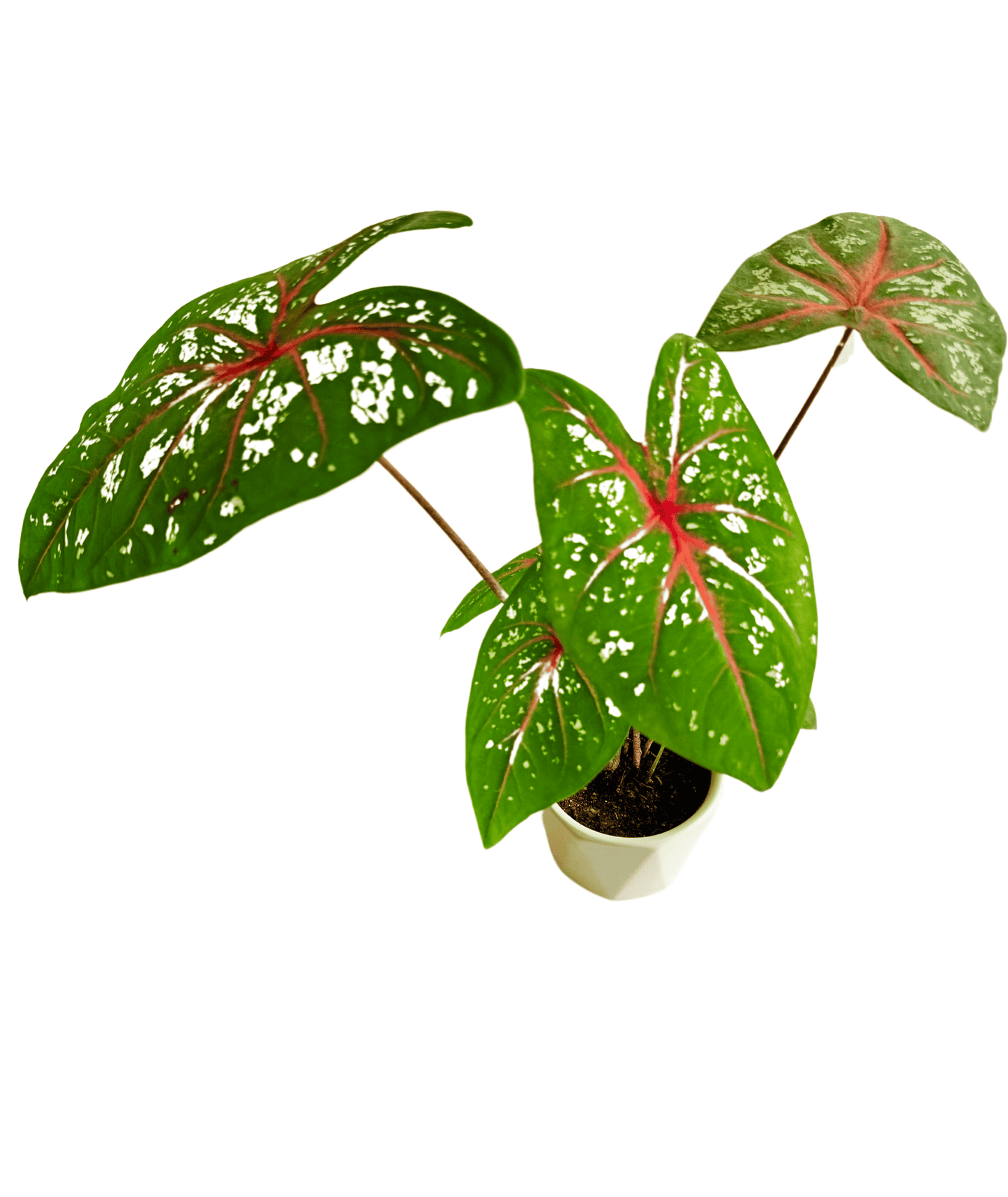Caladium Bicolor Plant