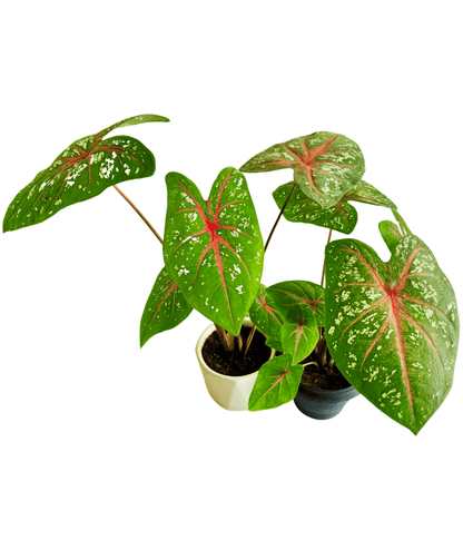 Caladium Bicolor Plant