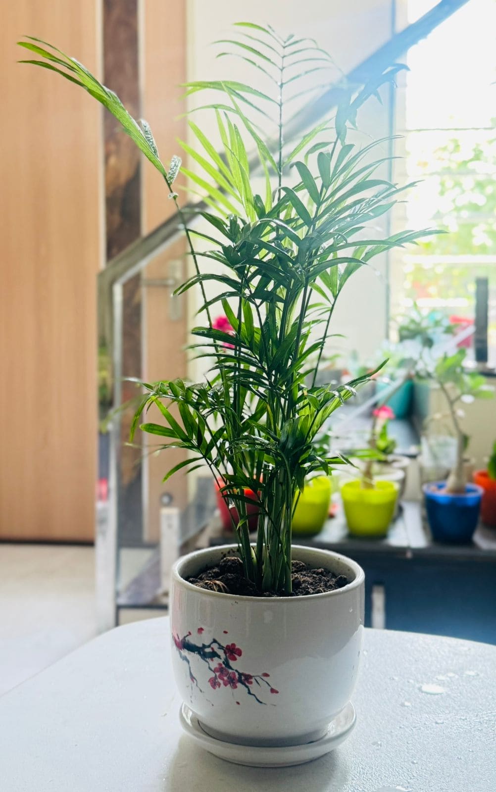 Chamaedorea Elegans