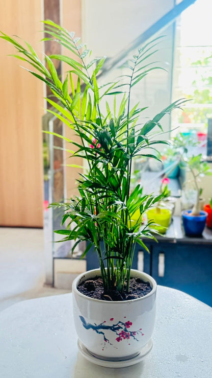Chamaedorea Elegans