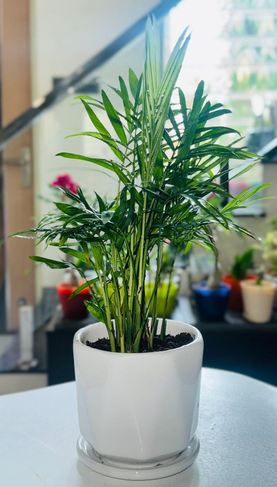 Chamaedorea Elegans