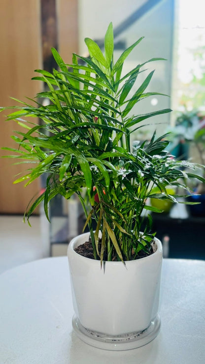 Chamaedorea Elegans
