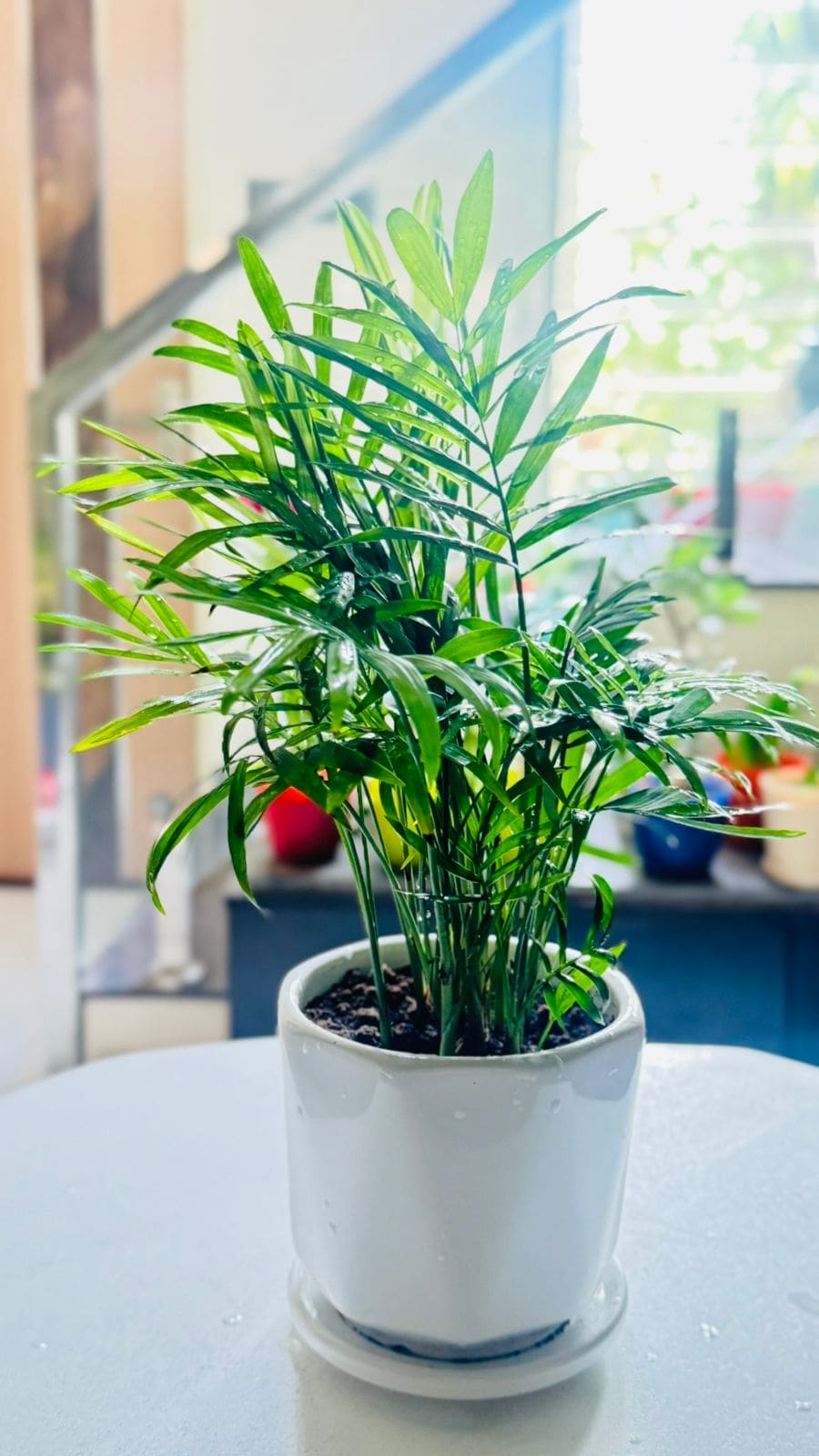 Chamaedorea Elegans