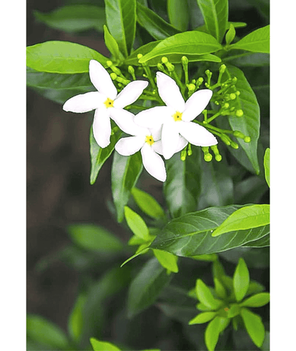Chameli Jasmine Plant Downy Jasmine Kunda Leafy Island