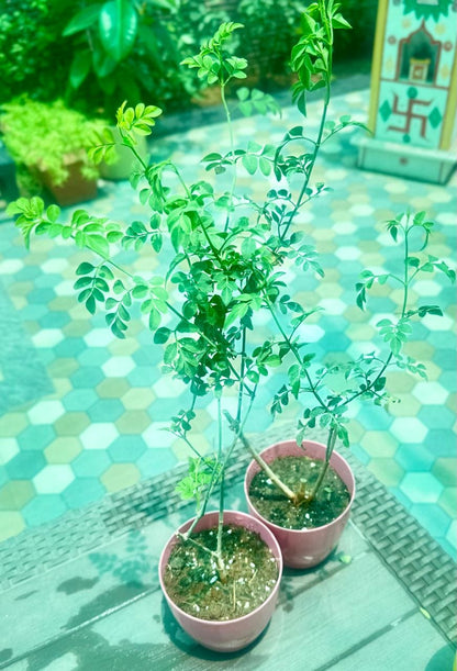 Chameli / Jasmine Plant / Downy Jasmine/ Kunda