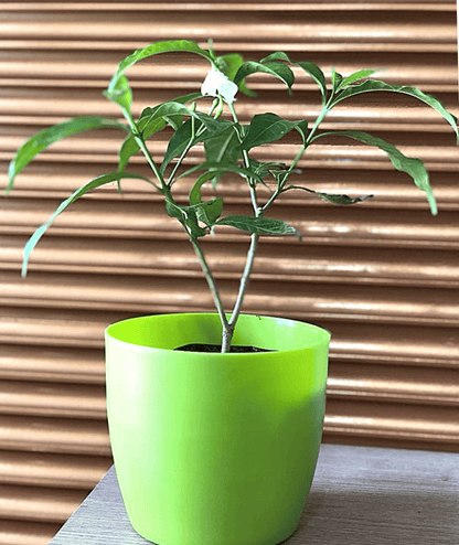 Chandni/ Crepe Jasmine/ Tabernaemontana Divaricata/ Tagar Plant/Moon Beam
