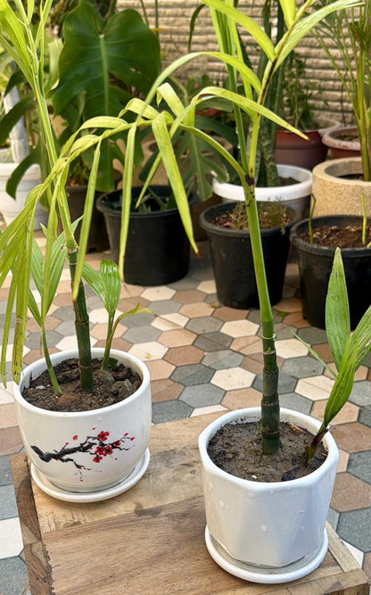 Chikotia Palm – A Tropical Jewel for Your Space! 🌴✨