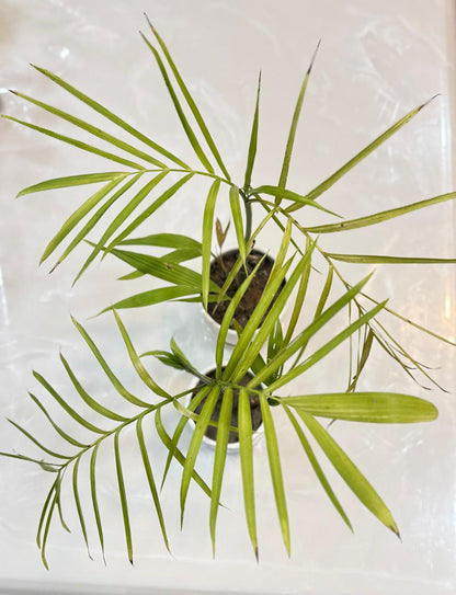 Chikotia Palm – A Tropical Jewel for Your Space! 🌴✨