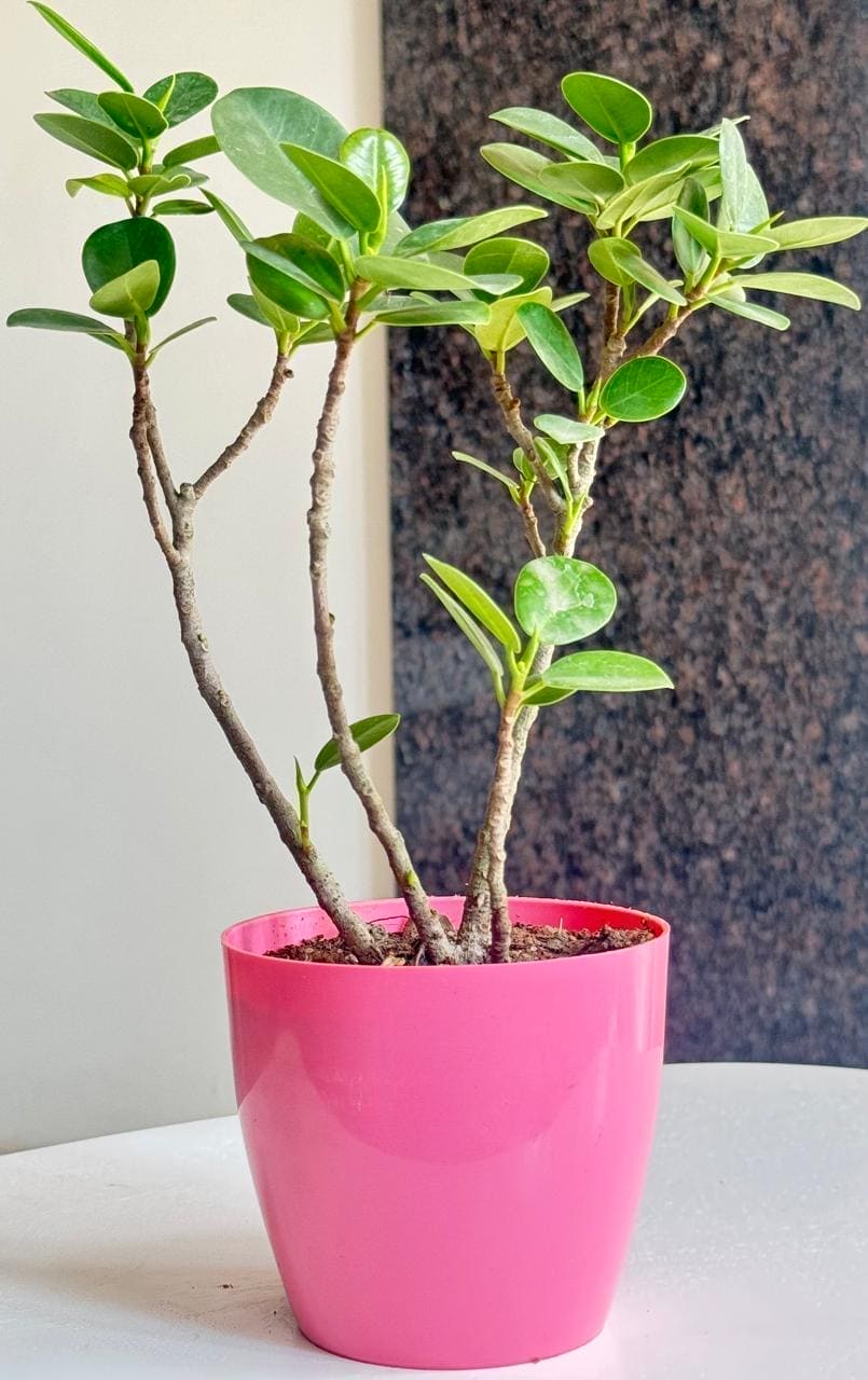 chinese banyan indoor plant Chinese Bot/ Chinese Banyan Plant – Leafy Island