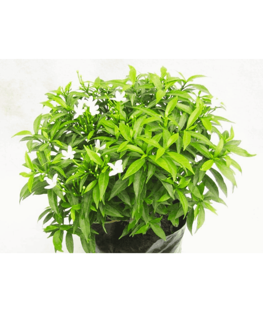Chinese Togor/ Chinese Tagar Plant