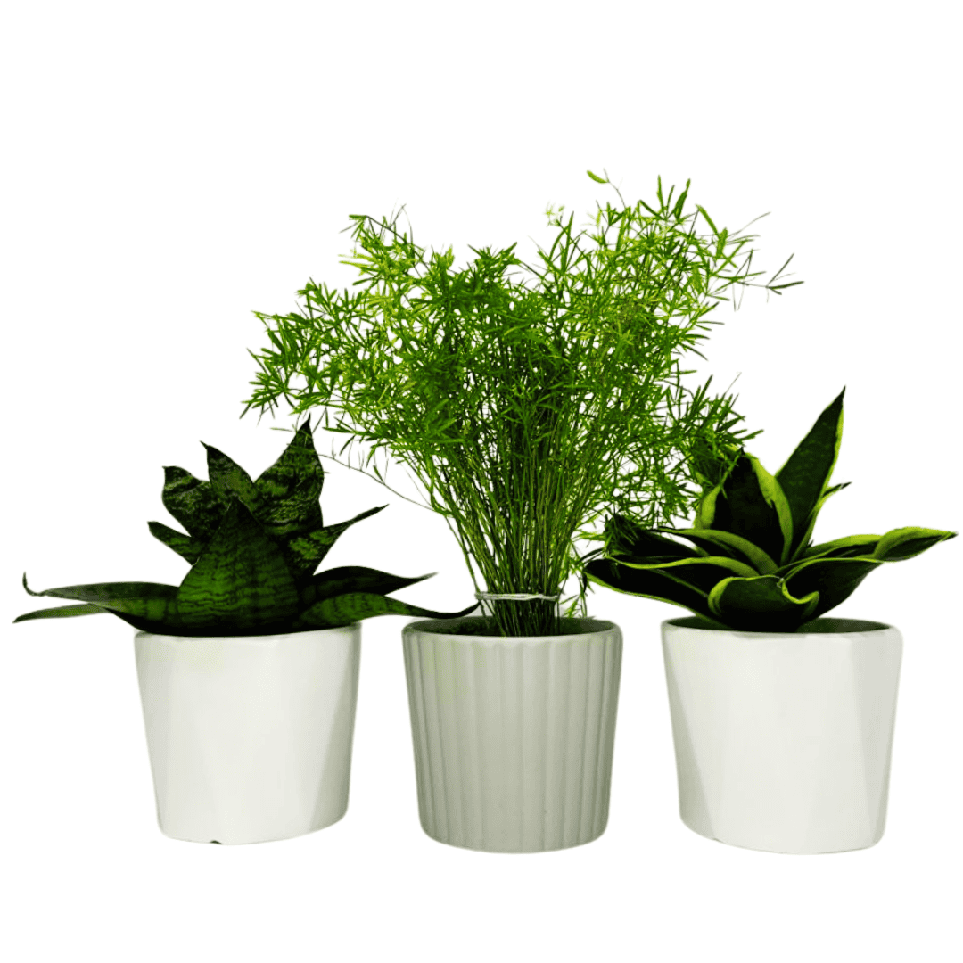 Combo 1 - 3 Air Purifier Plants