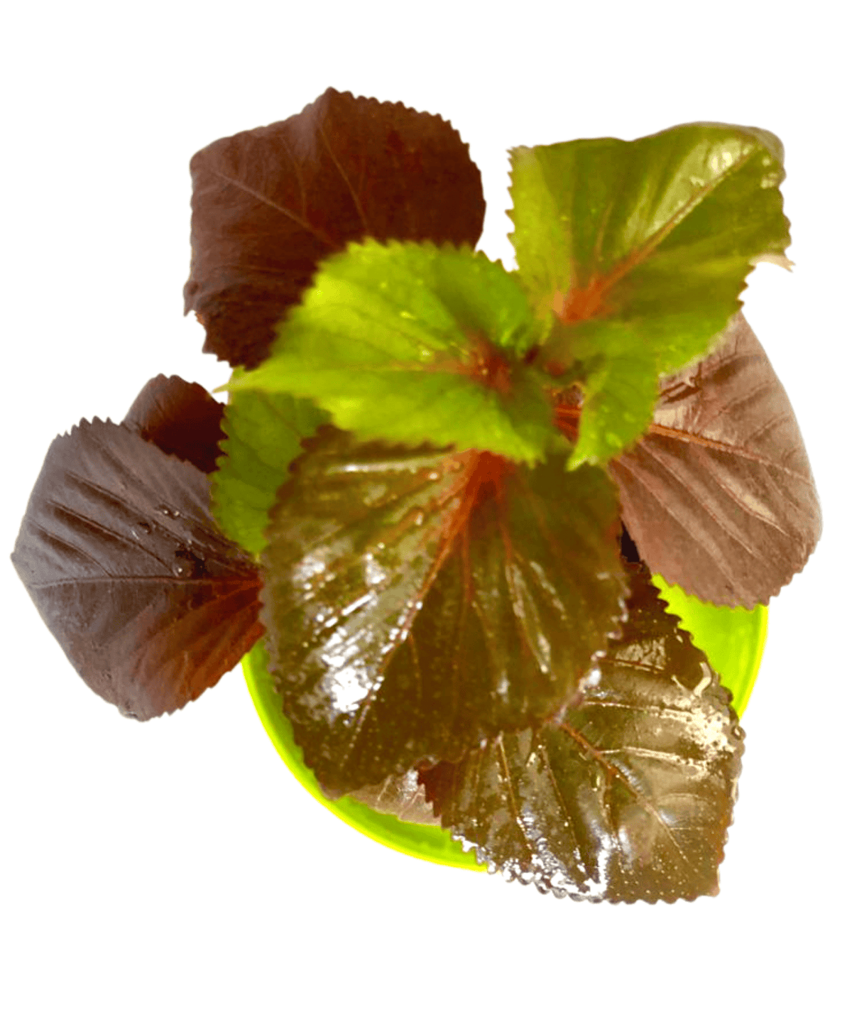 Acalypha Wilkesiana/ Copperleaf Plant – Leafy Island