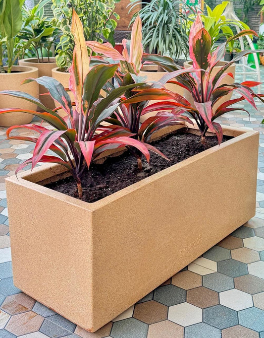 Cordyline Fruticosa in 30 inch Roto Pot