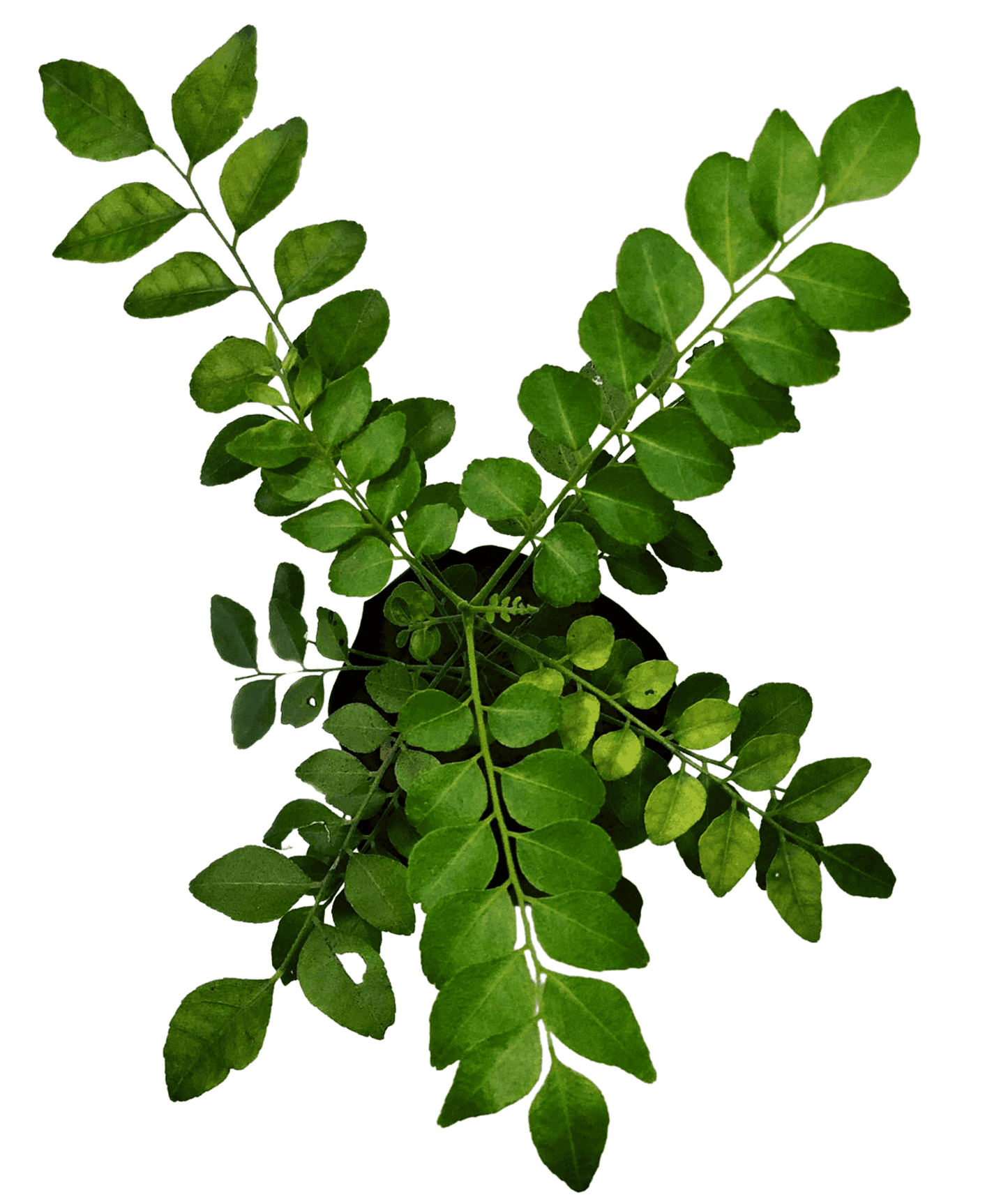 Curry Leaves, Sweet Neem, Kadi Patta, Murraya Koenigii, Bergera koenigii