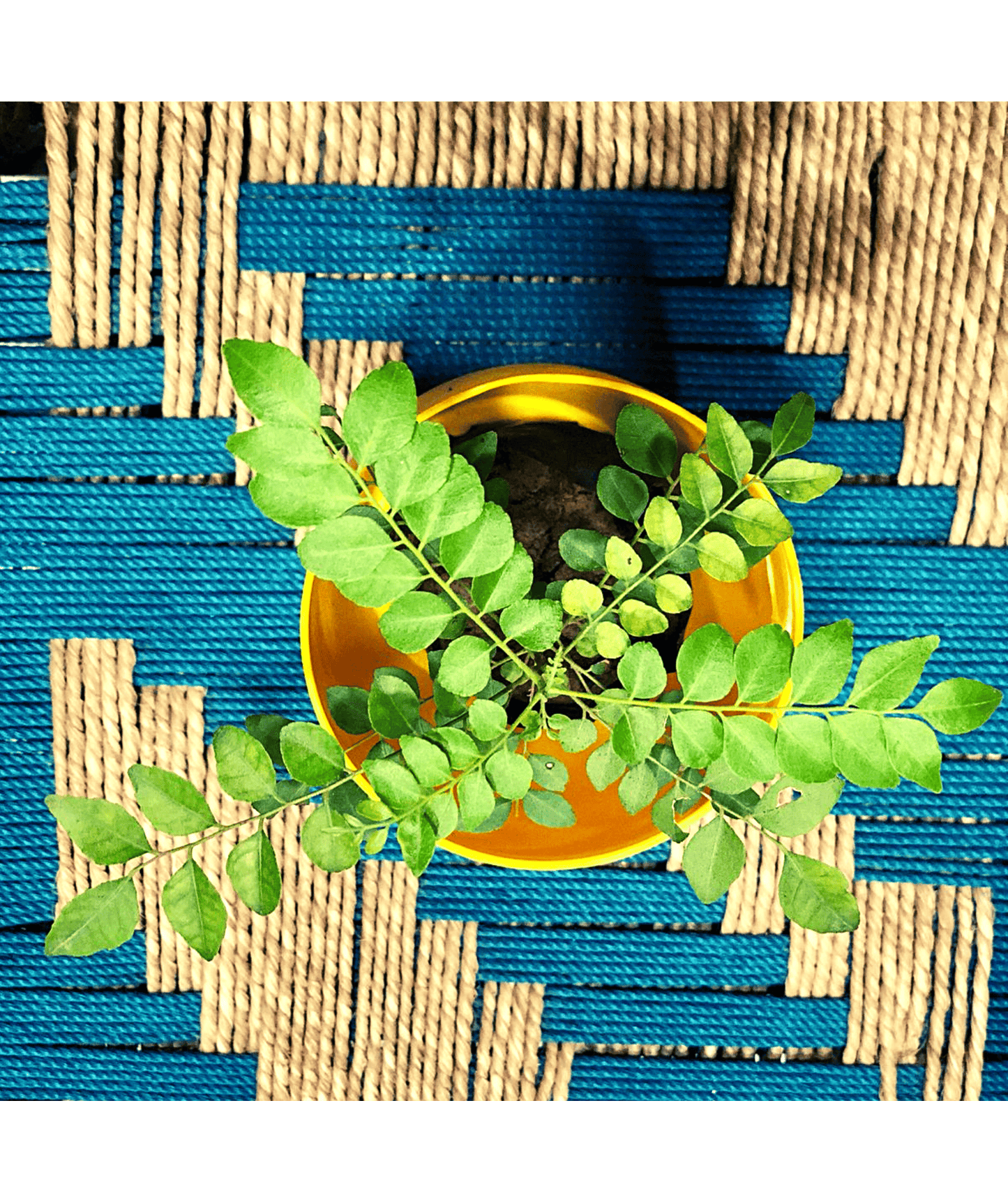 Curry Leaves, Sweet Neem, Kadi Patta, Murraya Koenigii, Bergera koenigii