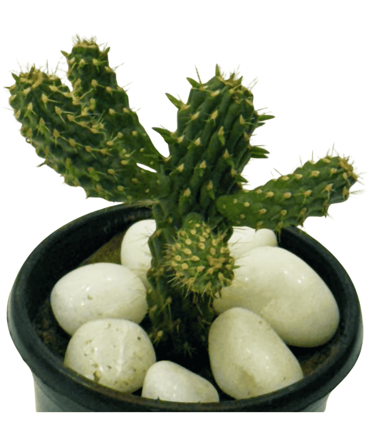 Cylindropuntia Imbricate