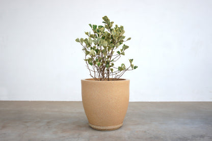 Ficus Triangularis Variegata Plant in Roto Mold Pot (Delivery in Jaipur only)