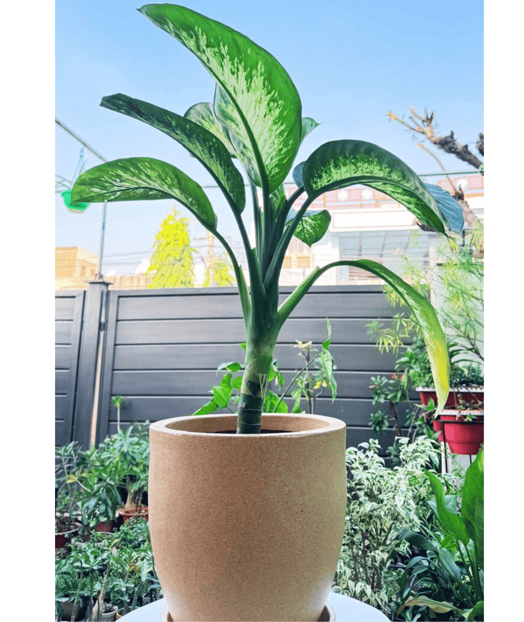 dieffenbachia tropic snow toxic Dieffenbachia Tropic Snow in Roto Mold Pot (Delivery in Jaipur only) – Leafy Island