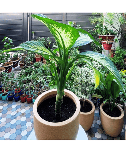 dieffenbachia benzene Dieffenbachia Tropic Snow in Roto Mold Pot (Delivery in Jaipur only) – Leafy Island
