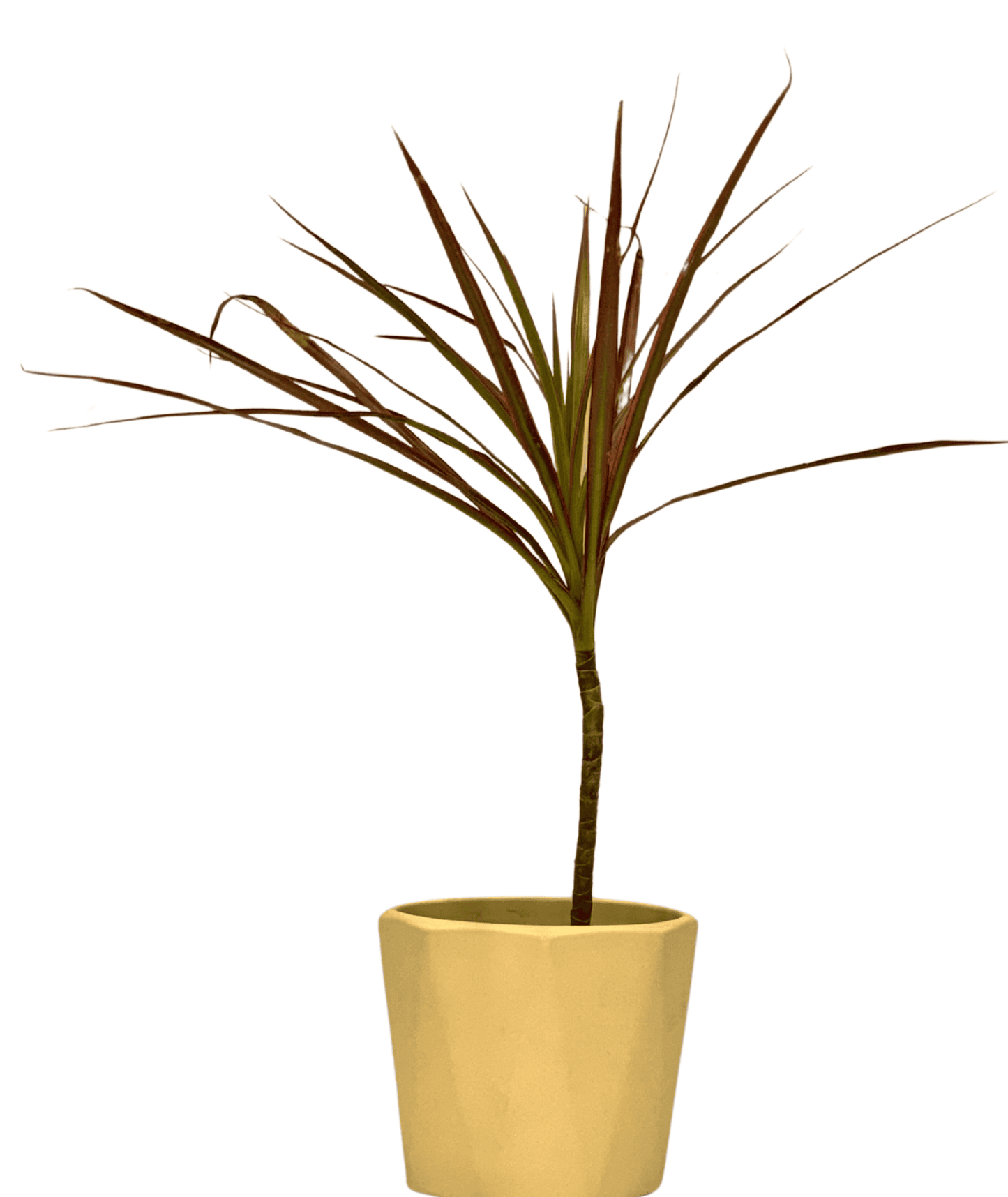Dracaena Colorama / Marginata Tricolor