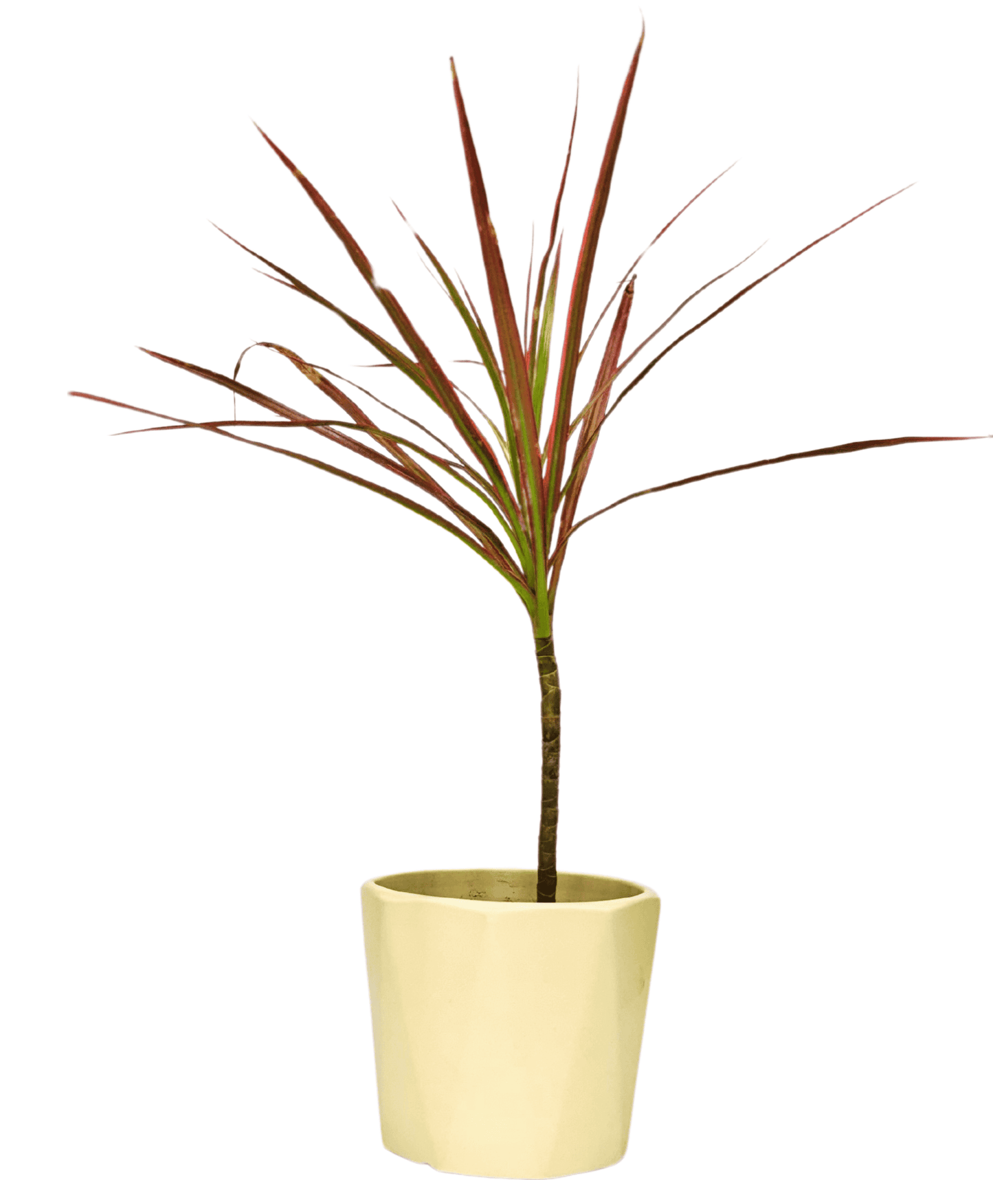 Dracaena Colorama / Marginata Tricolor