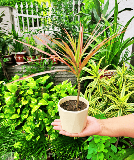 Dracaena Colorama / Marginata Tricolor