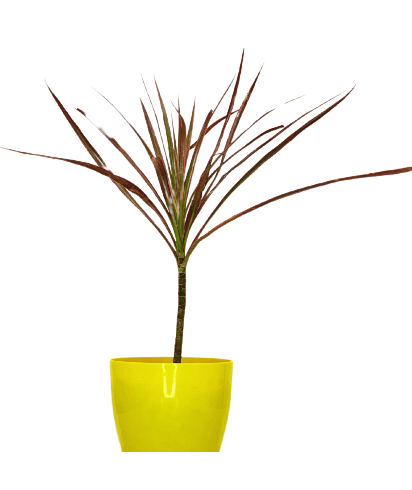 Dracaena Colorama / Marginata Tricolor