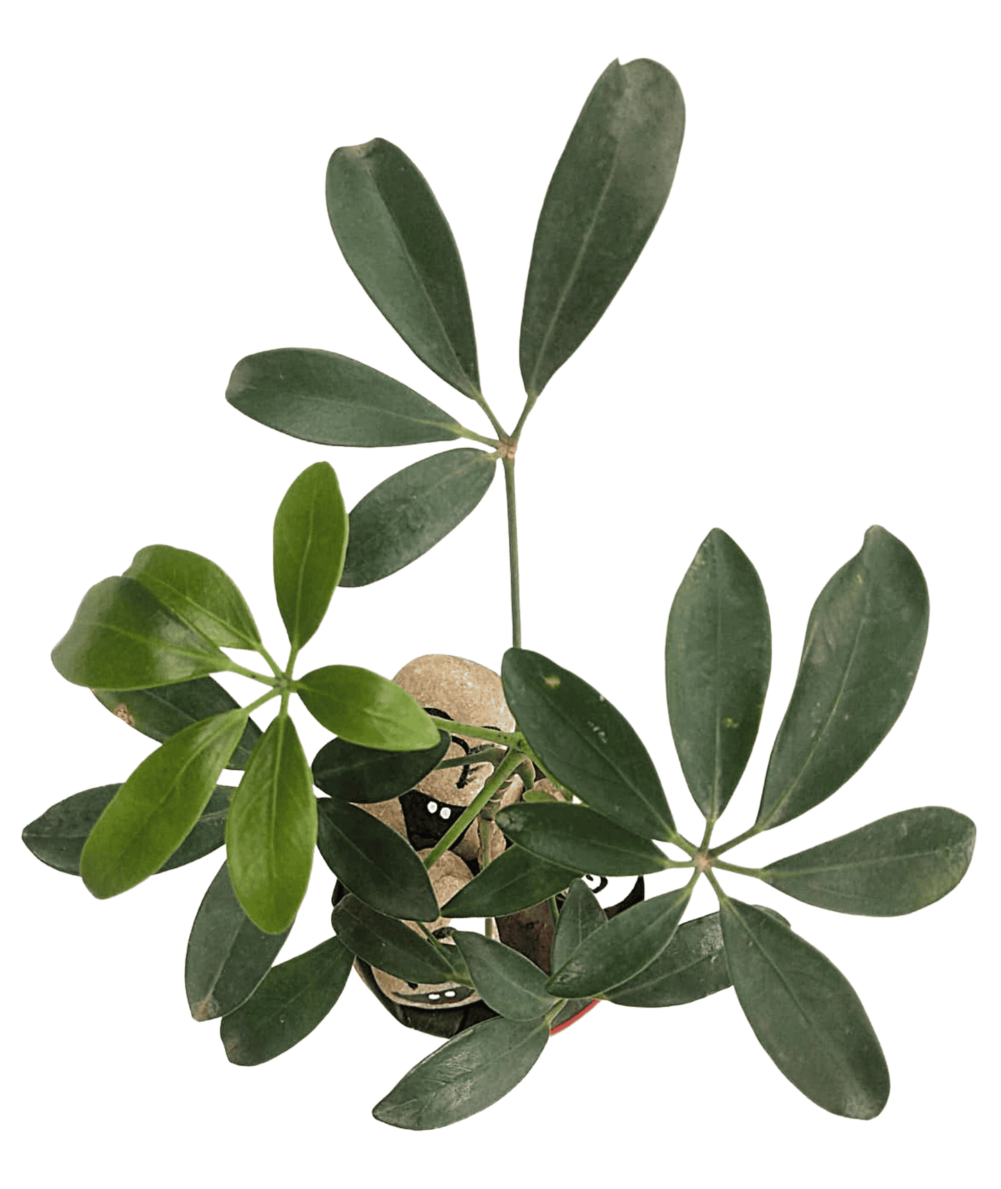 Dwarf Umbrella - Umbrella Tree Plant – Schefflera Arboricola