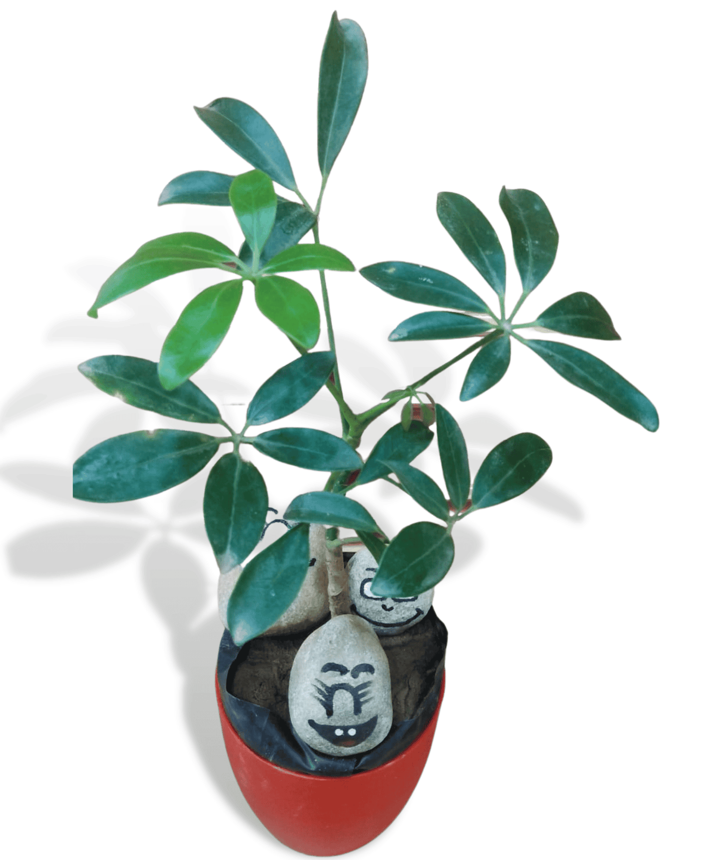 Dwarf Umbrella - Umbrella Tree Plant – Schefflera Arboricola