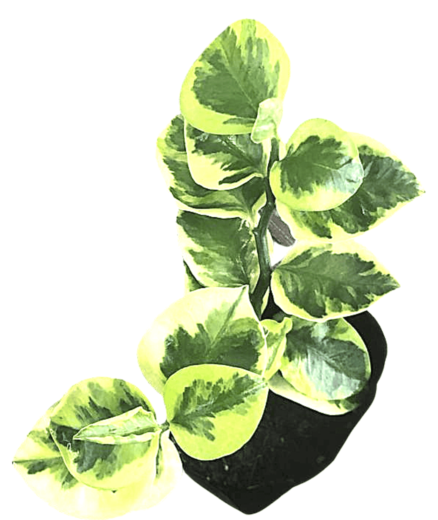 Euphorbia Tithymaloides Plant