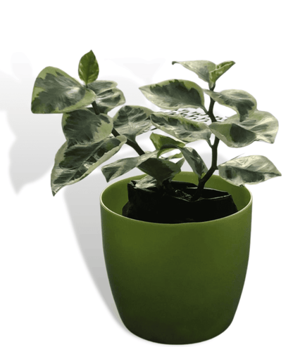 Euphorbia Tithymaloides Plant