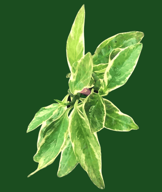 Euphorbia Tithymaloides Variegata/  Varigated Devil's Backbone/ Pedilanthus Plant