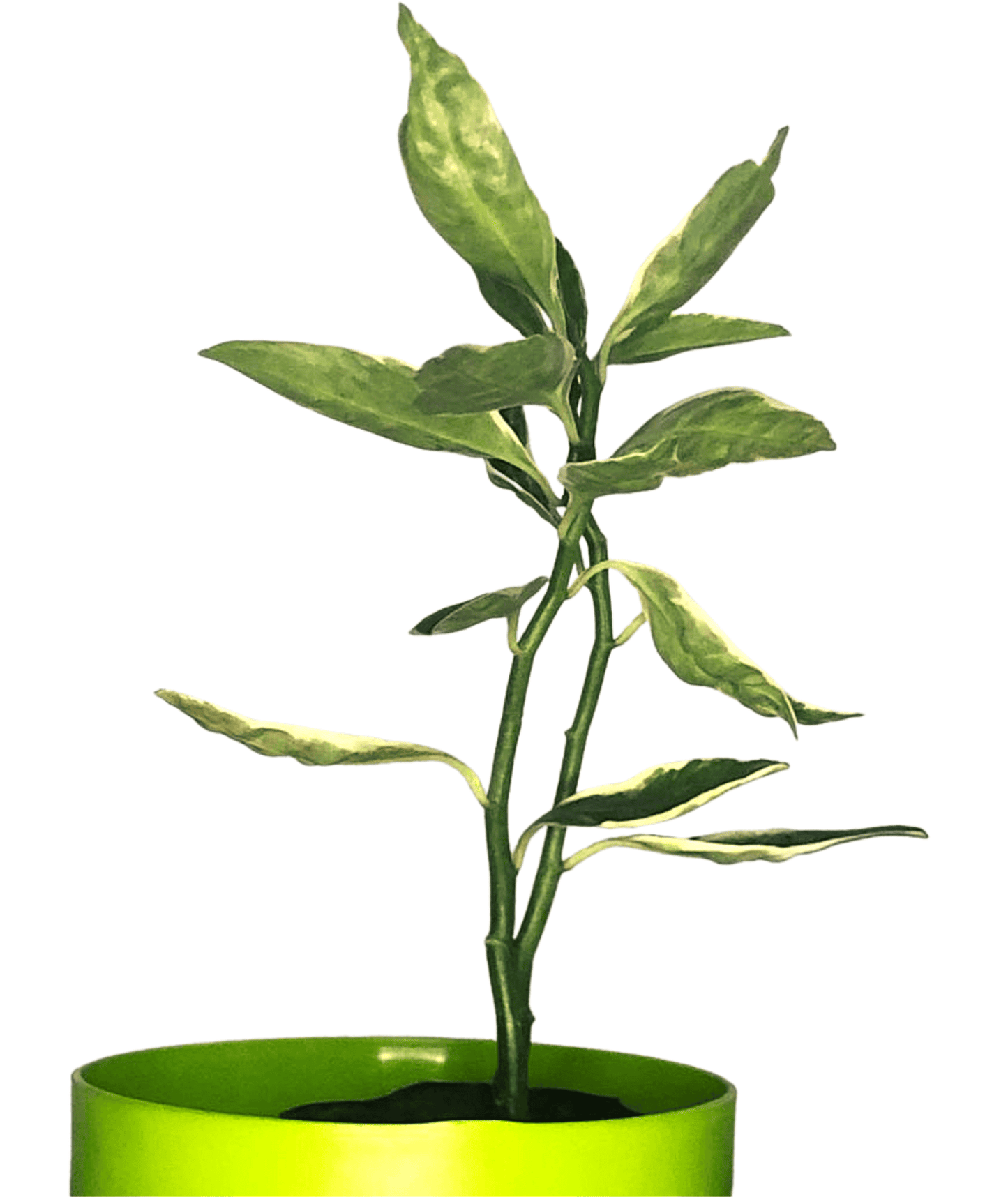 Euphorbia Tithymaloides Variegata/  Varigated Devil's Backbone/ Pedilanthus Plant