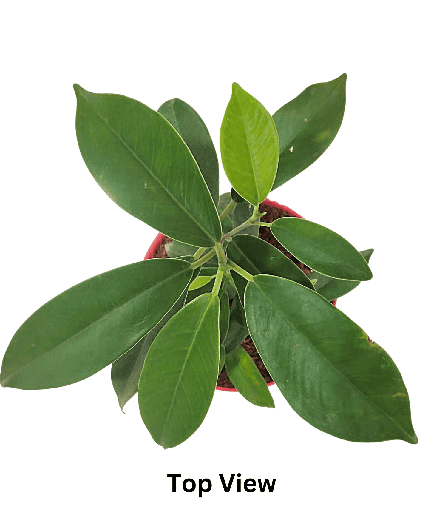 Weeping Fig Plant (Ficus Benjamina)