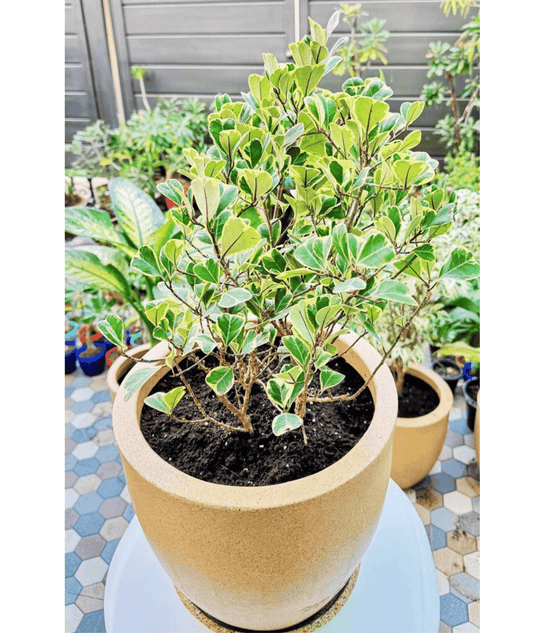 Ficus Triangularis Variegata Plant in Roto Mold Pot (Delivery in Jaipur only)