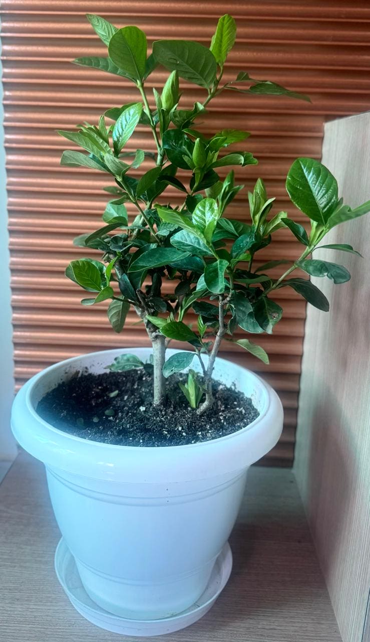 Gandharaj Plant/ King of Fragrance/ Gardenia Cape Jasmine Multi Petal (Paarijatham) Plant