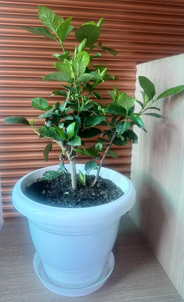Gandharaj Plant/ King of Fragrance/ Gardenia Cape Jasmine Multi Petal (Paarijatham) Plant
