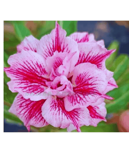 Grafted Adenium Plant (Multi Petels- Pink & Red Flower)