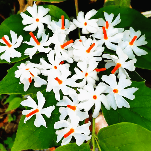 Haar Shringar / Parijat I The Night Blooming Beauty of Indian Gardens I